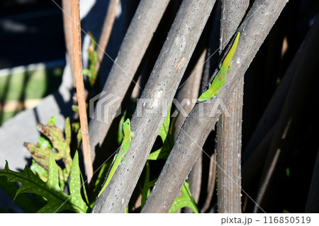 ハラの木（タコノキ）の気根と2匹のヒロオヒルヤモリ 116850519