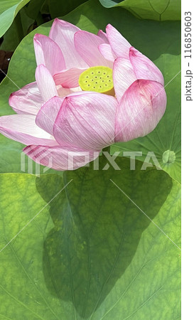 蓮の花3 116850603
