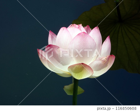 蓮の花8 116850608