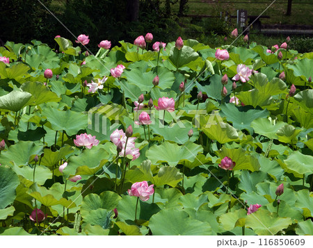 蓮の花9 蓮の花9 116850609