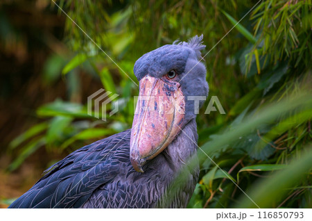 Close-up of a shoebill with a large beak against Close-up of a shoebill with a large beak against 116850793