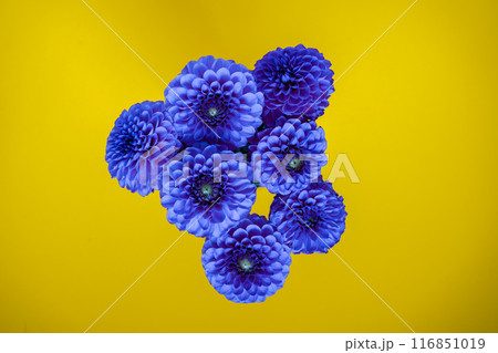 Dahlia flower bouquet on a yellow background. Blue buds. Dahlia flower bouquet on a yellow background. Blue buds. 116851019