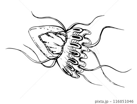 Jellyfish medusa tentacles Marine life, ocean underwater creature animal, Ink and pen sketch hand drawn. Single object illustration, stylized, isolated on white. Zoo shop, aquarium, cosmetics, resort 116851046