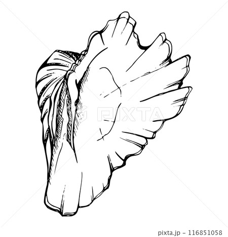 Marine life, sea ocean underwater creatures fish, shells algae seaweed, Ink and pen sketch hand drawn. Single object illustration, stylized, isolated on white. Zoo shop, aquarium, cosmetics, resort Marine life, sea ocean underwater creatures fish, shells algae seaweed, Ink and pen sketch hand drawn. Single object illustration, stylized, isolated on white. Zoo shop, aquarium, cosmetics, resort 116851058