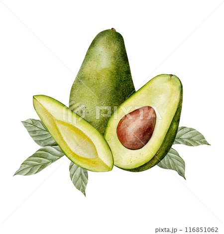 Watercolor avocado leaves and flowers illustration. Hand drawn botanical drawing. Green plant vegetables on isolated background for food, cosmetic packaging design, card, invitation. 116851062