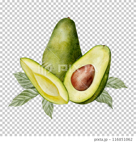Watercolor avocado leaves and flowers illustration. Hand drawn botanical drawing. Green plant vegetables on isolated background for food, cosmetic packaging design, card, invitation. 116851062