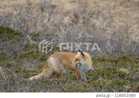 早春の草原と北きつね 116851080