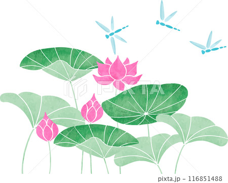 トンボと蓮のイラスト 116851488