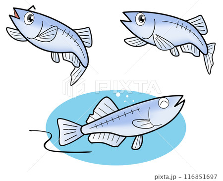 メダカセット メダカセット 116851697