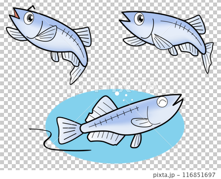 メダカセット メダカセット 116851697