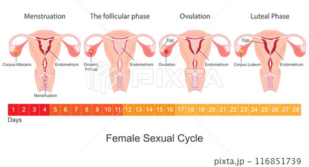 Menstruation is the regular discharge of blood. Menstruation is the regular discharge of blood. 116851739