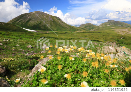 夏の大雪山　北鎮岳分岐からの眺め　黒岳　桂月岳　凌雲岳 116851923