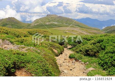 夏の大雪山　お鉢平登山道付近からの眺め　黒岳へ続く登山道 116851924