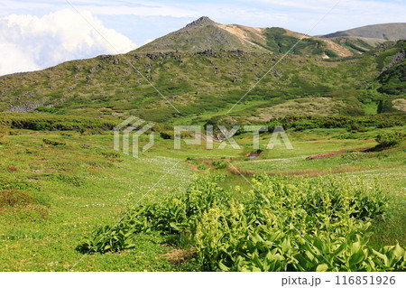 夏の北海道　大雪山　チングルマの群生と烏帽子岳 116851926
