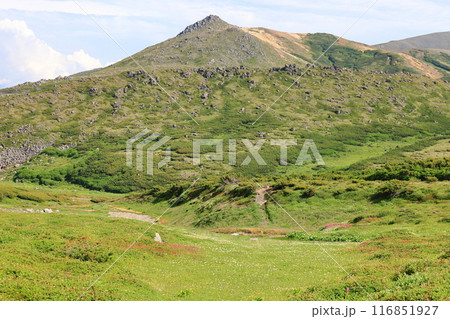 夏の北海道　大雪山　御鉢平への登山道より烏帽子岳を望む 116851927