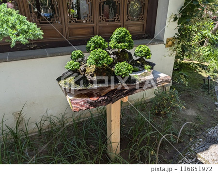 Portland, Oregon, USA - 10.07.2024: The famous Chinese Lan Su Garden. Bonsai. 116851972