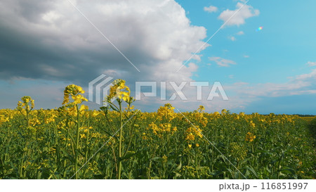 Yellow Blooming Canola Field. Big Agricultural Field Planted With Numerous Yellow Flowers Of Field Blossoming In Springtime. Yellow Blooming Canola Field. Big Agricultural Field Planted With Numerous Yellow Flowers Of Field Blossoming In Springtime. 116851997