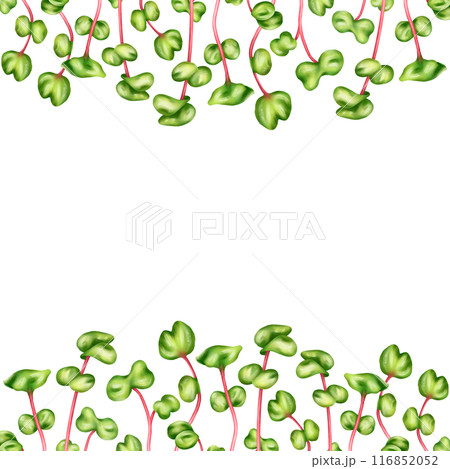Frame of young green sprouting radish shoots. Plant for home potting and gardening. Microgreens for healthy eating, dishes, salads. Hand drawn isolated illustration. Horizontal template design 116852052