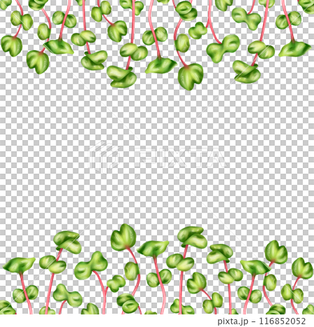 Frame of young green sprouting radish shoots. Plant for home potting and gardening. Microgreens for healthy eating, dishes, salads. Hand drawn isolated illustration. Horizontal template design 116852052