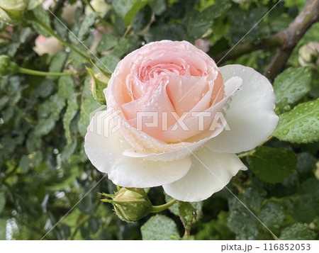 バラの花 ピンクのバラ 116852053