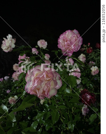 バラの花 夜のバラ 116852056
