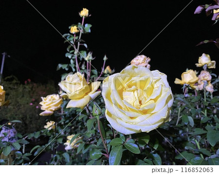 バラの花 夜のバラ バラの花 夜のバラ 116852063