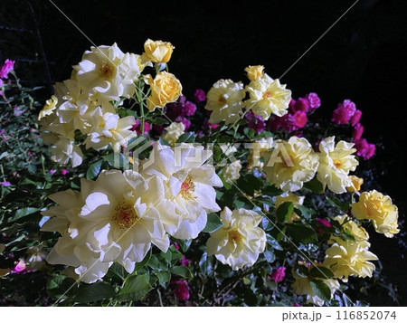 バラの花 夜のバラ 116852074
