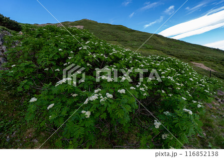 仙丈ヶ岳から仙丈小屋、薮沢小屋方面の登山道 仙丈ヶ岳から仙丈小屋、薮沢小屋方面の登山道 116852138