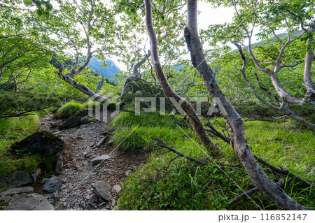 仙丈ヶ岳から仙丈小屋、薮沢小屋方面の登山道 116852147