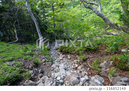仙丈ヶ岳から仙丈小屋、薮沢小屋方面の登山道 仙丈ヶ岳から仙丈小屋、薮沢小屋方面の登山道 116852149