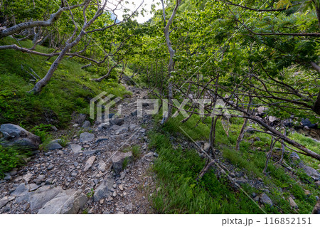 仙丈ヶ岳から仙丈小屋、薮沢小屋方面の登山道 仙丈ヶ岳から仙丈小屋、薮沢小屋方面の登山道 116852151