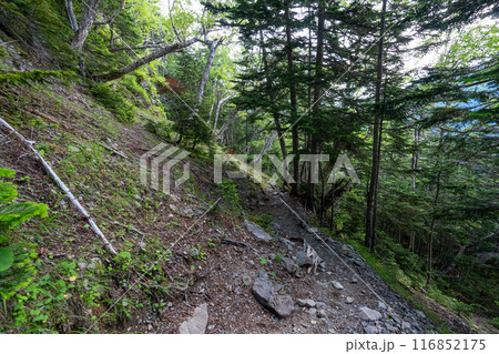 仙丈ヶ岳から北沢峠・長衛小屋方面の登山道 仙丈ヶ岳から北沢峠・長衛小屋方面の登山道 116852175