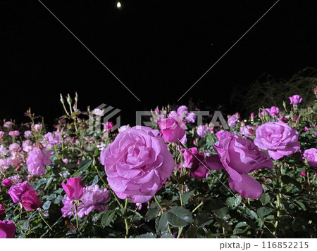 バラの花 夜のバラ ピンクのバラ バラの花 夜のバラ ピンクのバラ 116852215