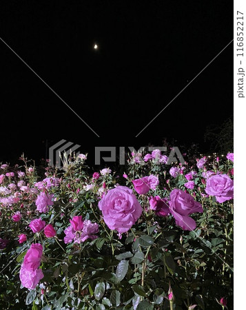 バラの花 夜のバラ ピンクのバラ バラの花 夜のバラ ピンクのバラ 116852217