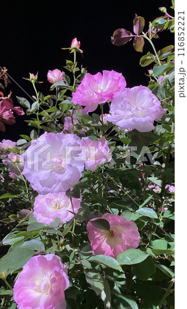 バラの花 夜のバラ ピンクのバラ バラの花 夜のバラ ピンクのバラ 116852221