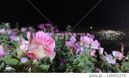バラの花 夜のバラ ピンクのバラ バラの花 夜のバラ ピンクのバラ 116852278