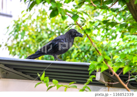 日本の横浜都市景観 ゴミ置き場前のカラス…周囲を警戒しながら＝横浜市内 116852339