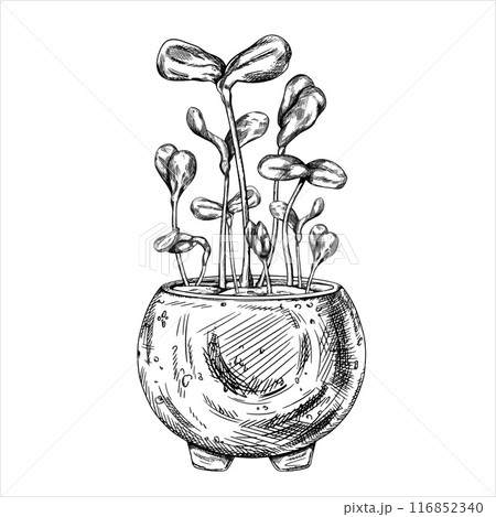 Young green germinating sunflower sprouts from sunflower seeds. Hand drawn illustration in line art style. A plant in a stylish concrete pot. Linear black drawing of organic micro-greens Young green germinating sunflower sprouts from sunflower seeds. Hand drawn illustration in line art style. A plant in a stylish concrete pot. Linear black drawing of organic micro-greens 116852340