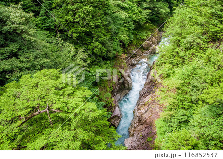 断崖の渓谷「川浦渓谷」（岐阜県） 116852537