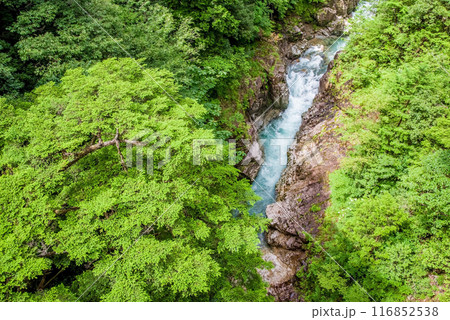 断崖の渓谷「川浦渓谷」（岐阜県） 116852538