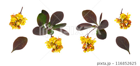 Set of small yellow flowers and leaves of berberis thunbergii isolated 116852625