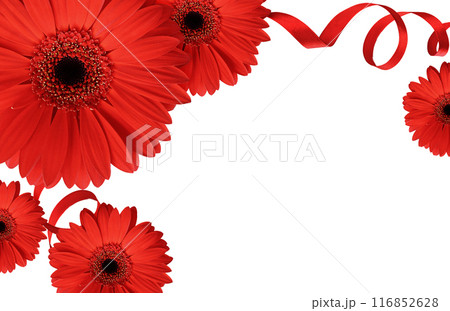 Red gerbera flowers in a corner arrangement isolated on white background Red gerbera flowers in a corner arrangement isolated on white background 116852628