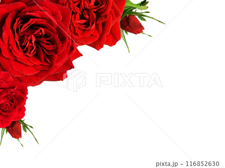 Red rose flowers in a corner arrangement isolated on white background 116852630