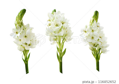 Set of white ornithogalum flowers isolated on white background 116852652