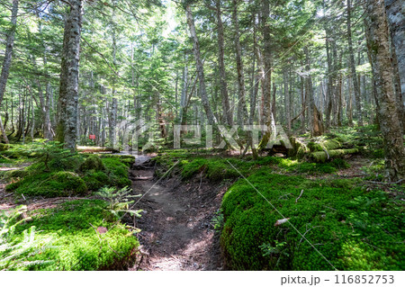 北沢峠から甲斐駒ヶ岳への登山道 北沢峠から甲斐駒ヶ岳への登山道 116852753