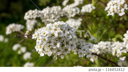 Spirea Vangutta, Spiraea vanhouttei Spirea Vangutta, Spiraea vanhouttei 116852812