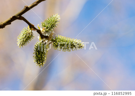 Yellow catkins Salix caprea blooming in spring 116852995