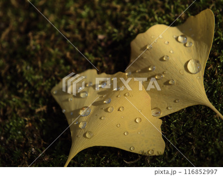 雨上がりの晩秋のイチョウの落ち葉 116852997