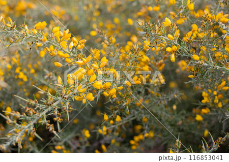 Yellow flowers of Ulex, commonly known as gorse, furze, selective focus, floral yellow spring and summer background Yellow flowers of Ulex, commonly known as gorse, furze, selective focus, floral yellow spring and summer background 116853041