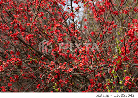 Red flowers of Chaenomeles x superba Grenade on a branch in the garden, selective focus. Beautiful spring-summer background with red flowers Red flowers of Chaenomeles x superba Grenade on a branch in the garden, selective focus. Beautiful spring-summer background with red flowers 116853042